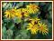 Języczka 'Othello' (Ligularia) sadzonki w C2