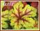 Żuraweczka 'Alabama Sunrise' (Heucherella) p9