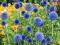 Miododajny---- ECHINOPS  ---------rośliny