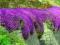 ŻAGWIN-------kwitnące fioletowe poduchy------XL