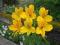 Żółta lilia Inków---------  ALSTREMERIA