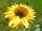 Echinacea , jeżówka ,,Daydream''