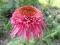 Echinacea,jeżówka,,Secret Affair''skarb w ogrodzie