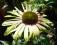 Echinacea,jeżówka,,Caribbean Green '' Nowość
