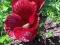 HIBISKUS BAGIENNY MIDNIGHT MARVEL HIBISCUS MOSCH.