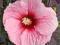 HIBISKUS BAGIENNY SUMMER STORM HIBISCUS15