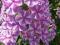 FLOKS, PŁOMYK PLAMISTY NATASCHA PHLOX MACULATA