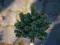 Picea glauca Cecilia - piękna miniatura!