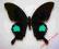 Motyl- Papilio paris !!!