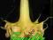 Datura Gold Flame -5- RARYTAS !!!