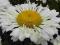 ZŁOCIEŃ WIELKI REAL GLORY LEUCANTHEMUM MAXIMUM 9