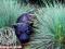Niebieska trawa cały rok---- wys 60cm!! sadzonki