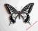 Motyl- Papilio xuthus - Chiny !!!