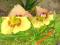 LILIOWIEC,  HEMEROCALLIS BUFFY'S DOLL - miniatura