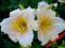 LILIOWIEC, HEMEROCALLIS MINI PEARL - miniatura