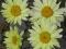 ZŁOCIEŃ WIELKI BROADWAY LIGHT LEUCANTHEMUM MAXIMUM