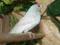 Amadyny wspaniałe, piękny srebrny samiec, 2013