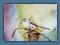 Raniuszek II -akwarela A4 ptaki  Gal.Astry