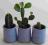 Okazja-zestaw 3 kaktusów w ceramicznych doniczkach