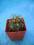 Kaktusy Ferocactus chrysacanthus w don 4x4cm