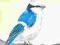 Akwarela, Ptaki, Sikora lazurowa