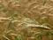Żyto nasiona karma
