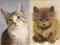 pocztówki KOTY DOMOWE 2 sztuki KAW