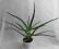 ALOES