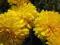 ŻÓŁTA chryzantema ZIMUJĄCA