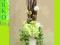 HORTENSJA zielona wazon walec (1000) m wiklina