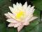 LILIA WODNA Nymphaea PEACHES and CREAM  odporna