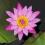 LILIA WODNA Nymphaea SHIRLEY BRYNE PINK cudowna!!!