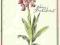 pocztówka STORCZYK SAMCZY roślina FLIEGER Berlin