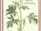 pocztówka ZAWILEC LEŚNY roślina FLIEGER Berlin
