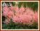 Brzoskwiniowa Tawułka 'Peach Blossom' (Astilbe) C2