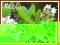 Bobrek trójlistkowy (Menyanthes trifoliata)  p9