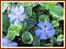 Barwinek 'Ralph Shugart' (Vinca minor) p9