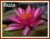 Lilia wodna 'Lucida'  (Nymphaea)  __ p11