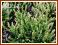Wrzos pospolity 'Spring Cream (Calluna Vulgaris)