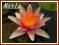 Lilia wodna 'Sioux' (Nymphaea)  __ p11