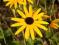 RUDBEKIA GOLDSTRUM sadzonki 10 cm kwitnie długo P9
