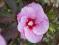 HIBISKUS bylinowy SUMMER STORM różowy hibiscus P10