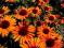 Jeżówka ECHINACEA ORANGE PASSION wys 40 cm P9