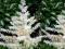ASTILBE JAPOŃSKA TAWUŁKA DEUTSCHLAND  tawuła