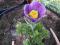 SASANKA BLUE PULSATILLA SADZONKA fioletowa