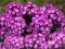 Płomyk Laura doniczka 9cm phlox, floks