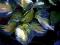 Funkia Hosta GREAT EXPECTATIONS 15cm /TWOJESADY