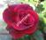 Róże WIELKOKWIATOWE malinowe CZERWONE róża TANIO