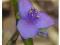 TRZYKROTKA OGRODOWA NIEBIESKA TRADESCANTIA