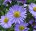 ASTER NISKI BYLINOWY NIEBIESKI w doniczce